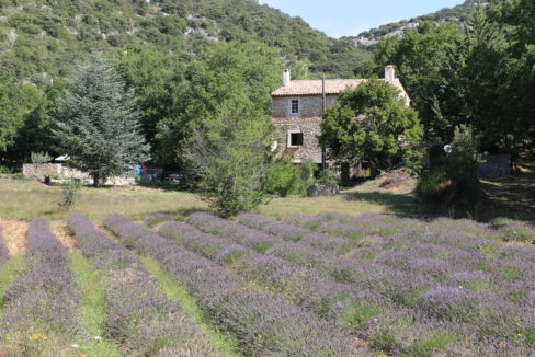 Vacances au parfum de lavande